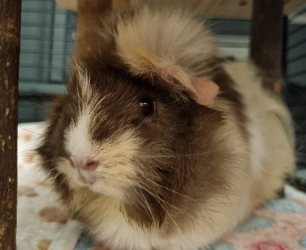 One guinea pig relaxing.