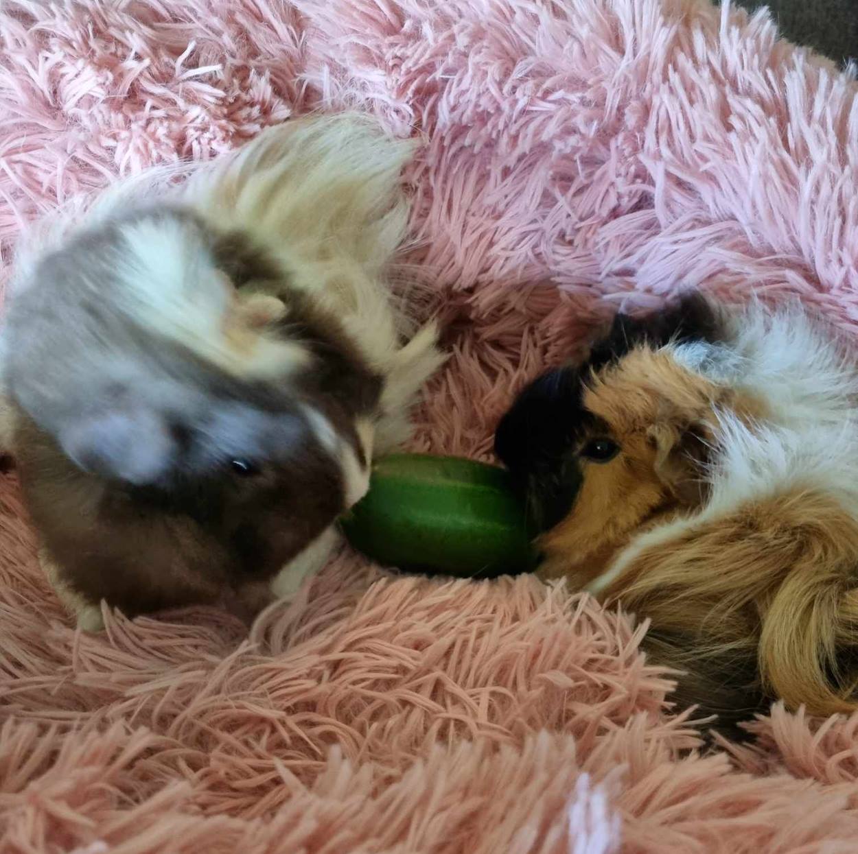 Cucumber has arrived