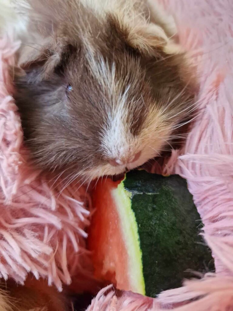 One guinea pig on a pillow eating watermelon.