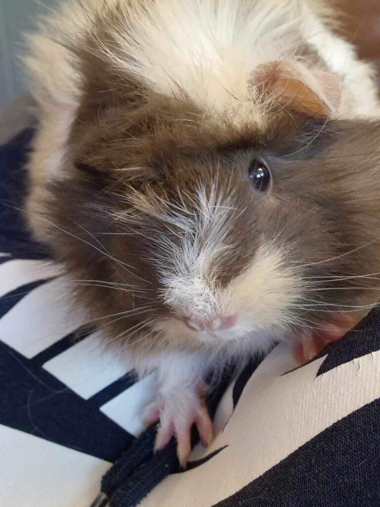 One guinea pig exploring.
