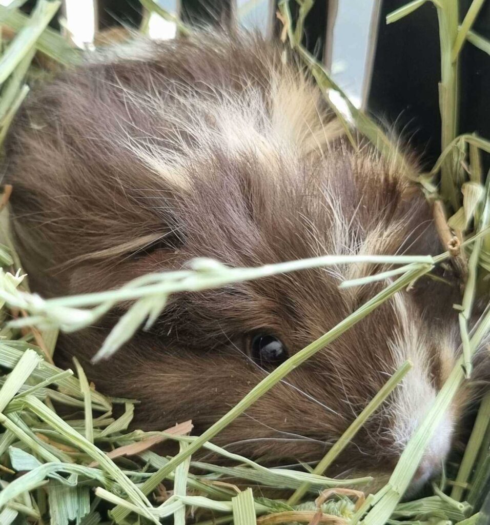 One guinea pig relaxing in hay.