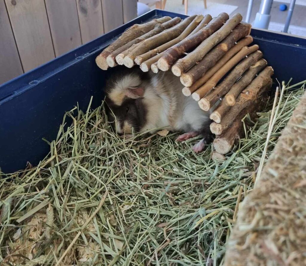 One guinea pig sleeping inside wooden tunnel.