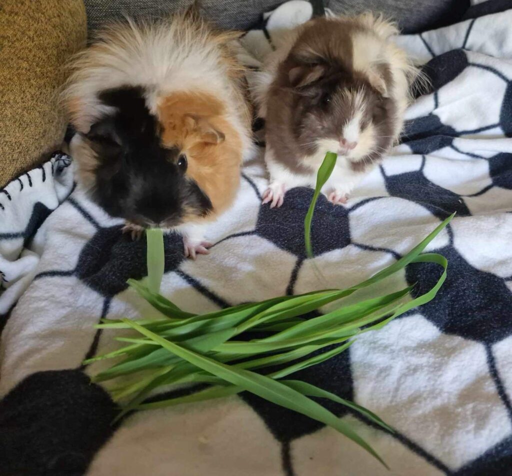 Two guinea pigs on a blanket eating grass.