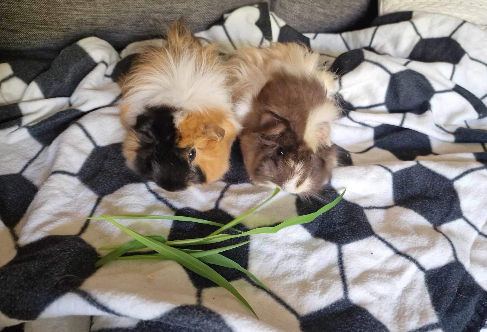 Two guinea pigs on blanket eating grass.