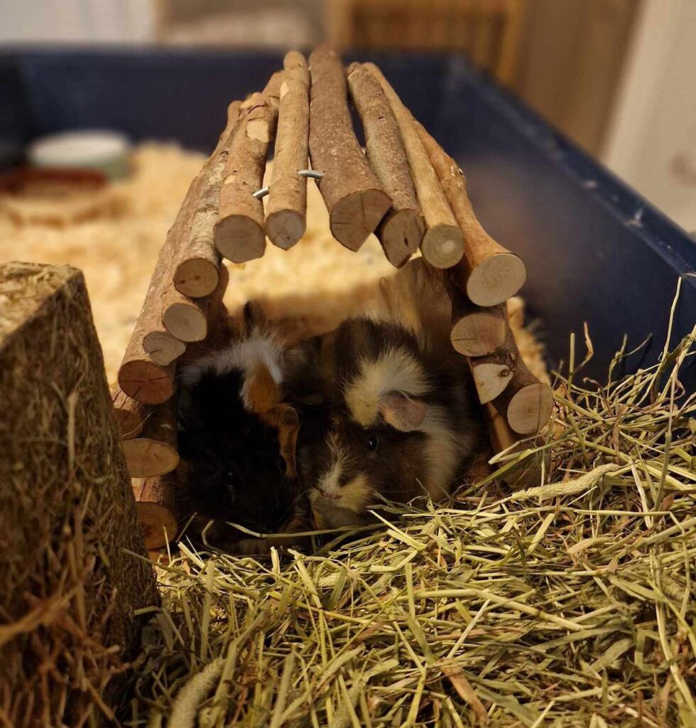 Two guinea pigs inside wooden tunnel.