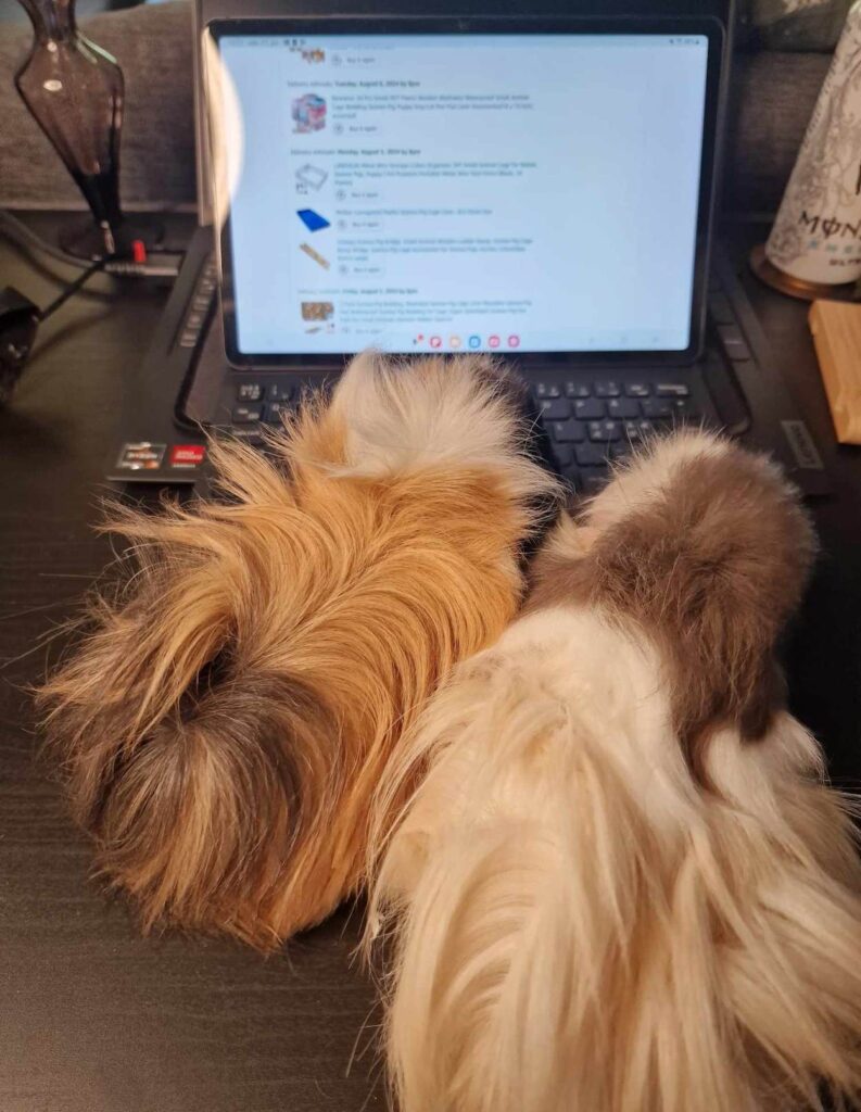 Two guinea pigs looking at a computer.