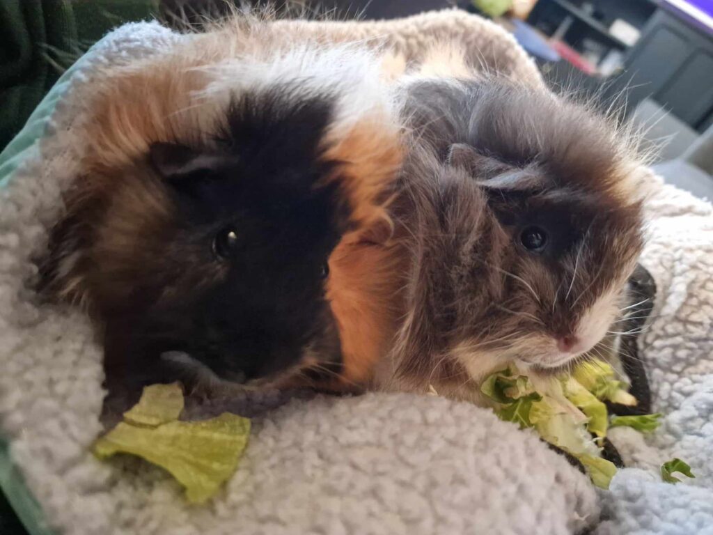 Two guinea pigs on pillow eating salad.