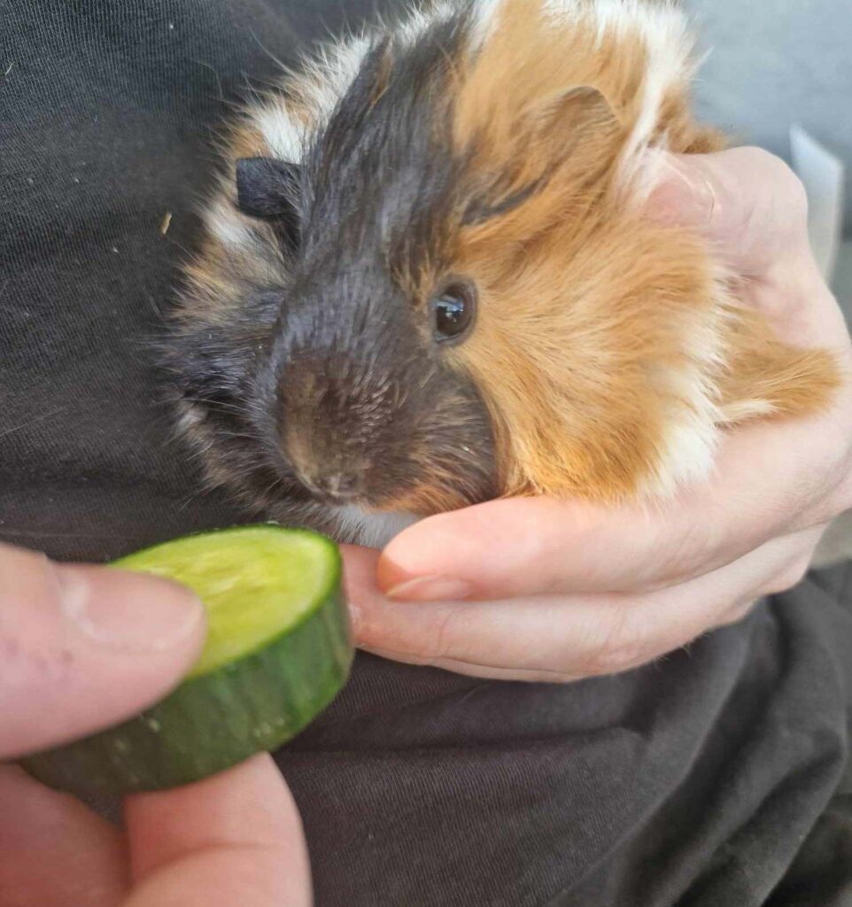 Holding a guinea pig while eating cucumber.