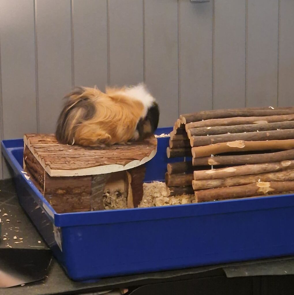 One guinea pig on the roof of a wooden house.