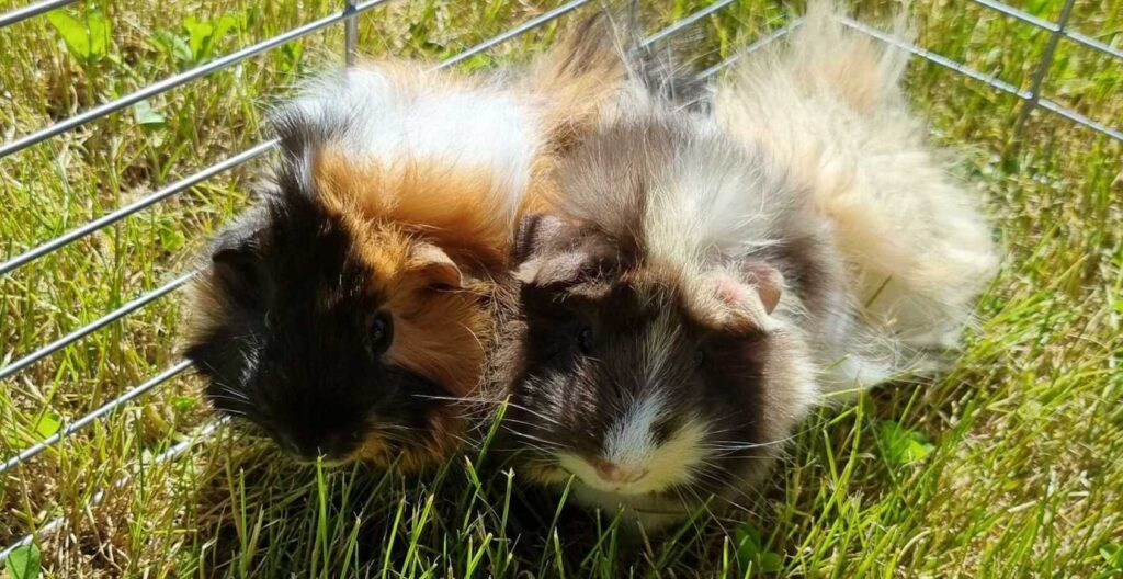Two guinea pigs outside on the grass.